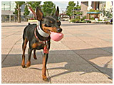 Ritter きょうのわんこ 写真5