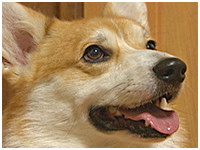 日陽 きょうのわんこ 写真1