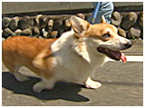 日陽 きょうのわんこ 写真2