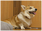 日陽 きょうのわんこ 写真3