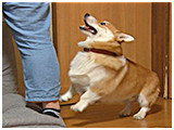 日陽 きょうのわんこ 写真4