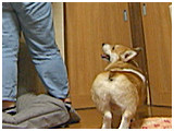 日陽 きょうのわんこ 写真5