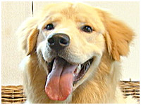 ベイ きょうのわんこ 写真1
