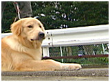 ベイ きょうのわんこ 写真3