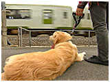 ベイ きょうのわんこ 写真4