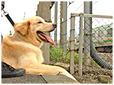 ベイ きょうのわんこ 写真5