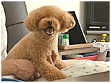 お嬢 きょうのわんこ 写真2