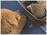 お嬢 きょうのわんこ 写真3
