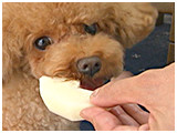 お嬢 きょうのわんこ 写真4
