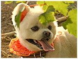 シロ きょうのわんこ 写真4