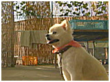 シロ きょうのわんこ 写真5