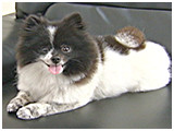 オセロ きょうのわんこ 写真2