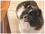 オセロ きょうのわんこ 写真3