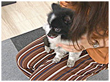 オセロ きょうのわんこ 写真4