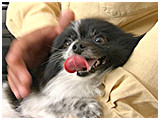 オセロ きょうのわんこ 写真5