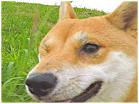 まるきち きょうのわんこ 写真1