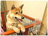 まるきち きょうのわんこ 写真2