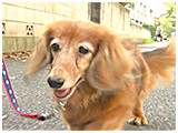 モカ きょうのわんこ 写真2