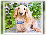 モカ きょうのわんこ 写真3