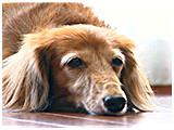 モカ きょうのわんこ 写真4
