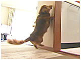モカ きょうのわんこ 写真5