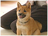 するめ きょうのわんこ 写真2