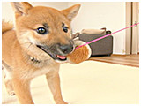 するめ きょうのわんこ 写真3
