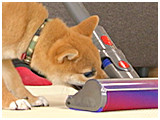 するめ きょうのわんこ 写真5