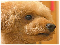 プーチン きょうのわんこ 写真1