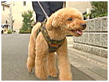 プーチン きょうのわんこ 写真2