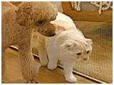 プーチン きょうのわんこ 写真4