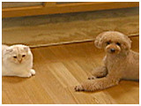 プーチン きょうのわんこ 写真5