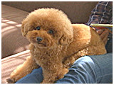 コムギ きょうのわんこ 写真2