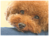 コムギ きょうのわんこ 写真3