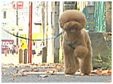 コムギ きょうのわんこ 写真5