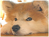 だいきち きょうのわんこ 写真1