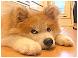 だいきち きょうのわんこ 写真2