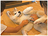 だいきち きょうのわんこ 写真3
