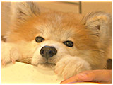だいきち きょうのわんこ 写真4