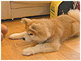 だいきち きょうのわんこ 写真5