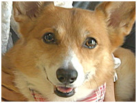 ハナ きょうのわんこ 写真1