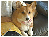 ハナ きょうのわんこ 写真2