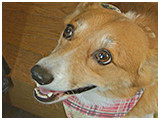 ハナ きょうのわんこ 写真3