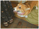 ハナ きょうのわんこ 写真4