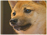 どんべえ きょうのわんこ 写真1