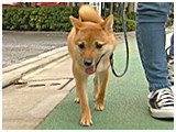 どんべえ きょうのわんこ 写真2