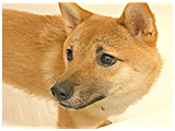 どんべえ きょうのわんこ 写真3