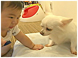 凛田 きょうのわんこ 写真3