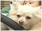 凛田 きょうのわんこ 写真4