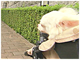 凛田 きょうのわんこ 写真5